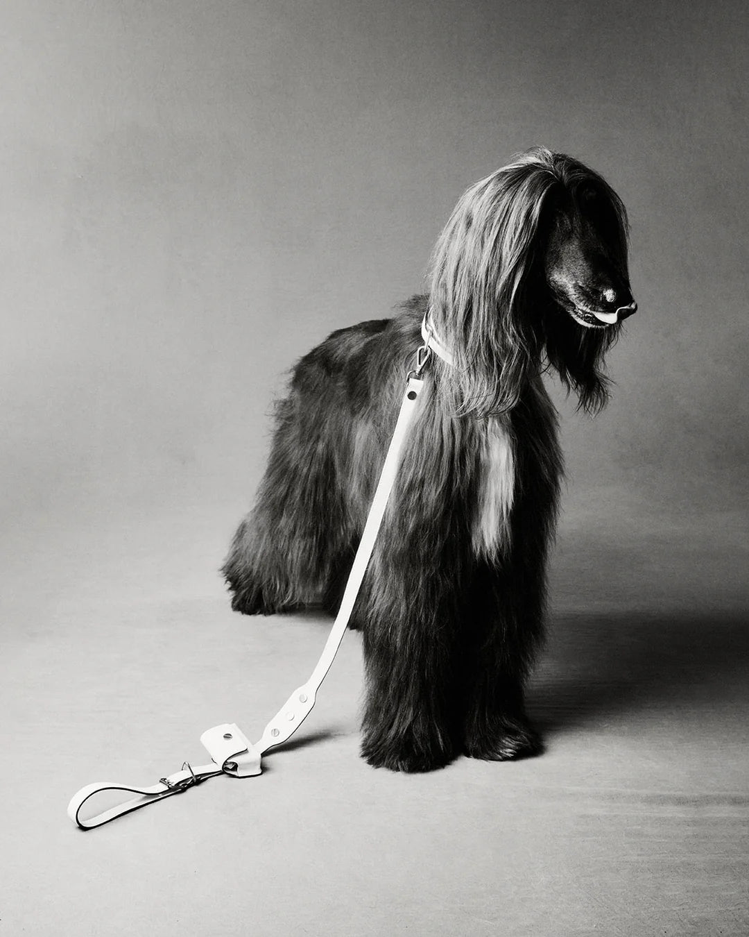 The Animals Classique Le Caca Sac