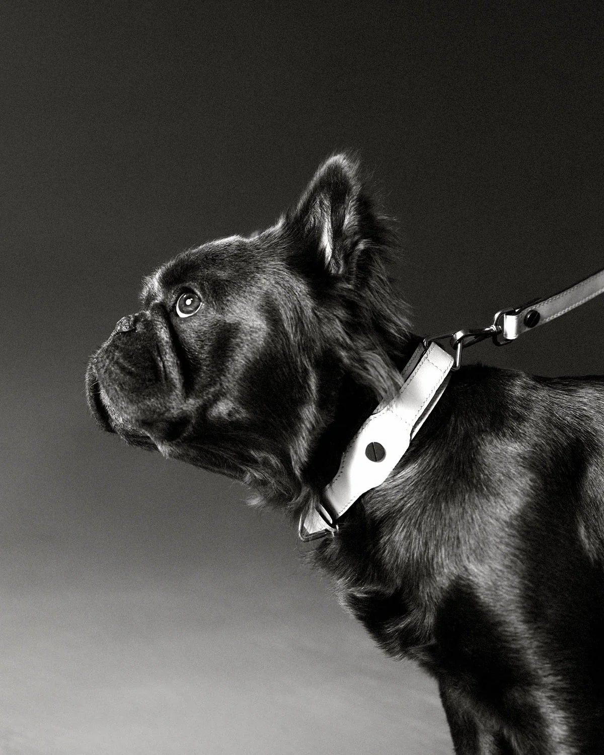 The Animals Classique Collar