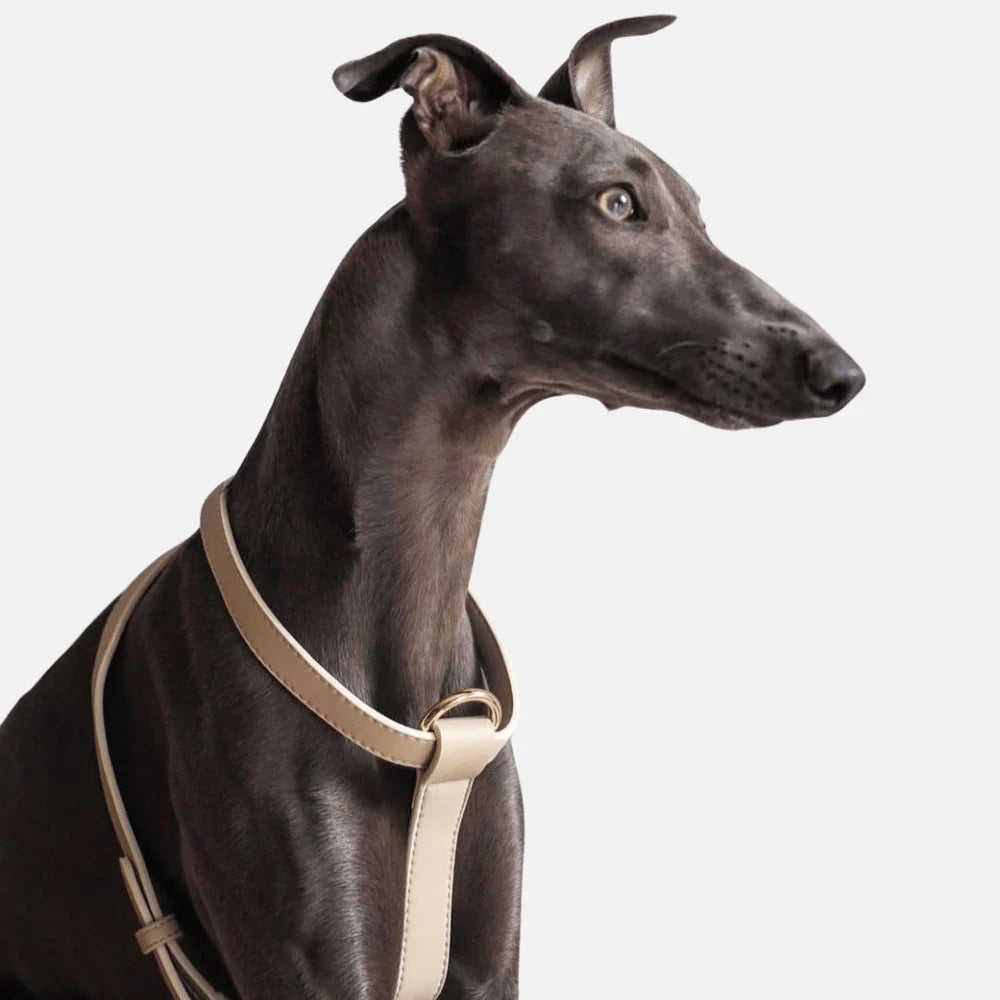 St Argo Harness