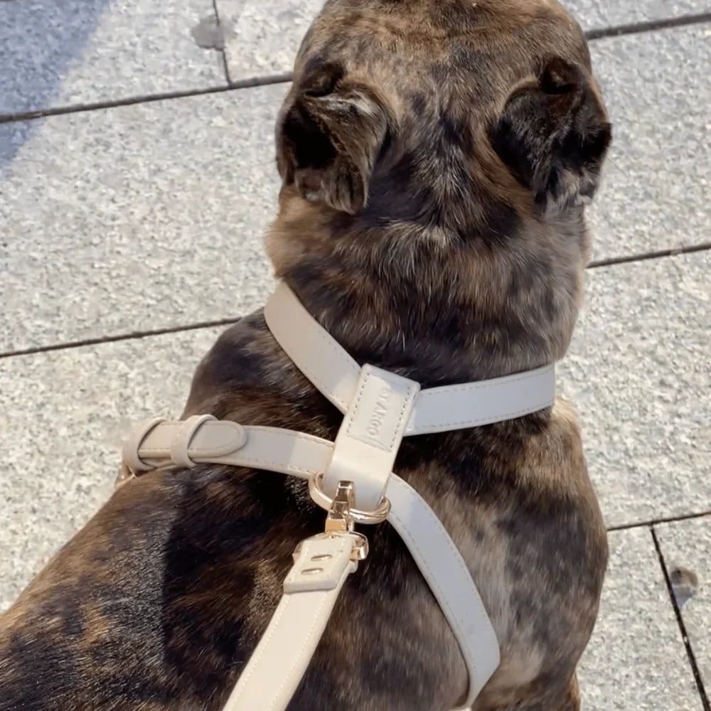 St Argo Harness
