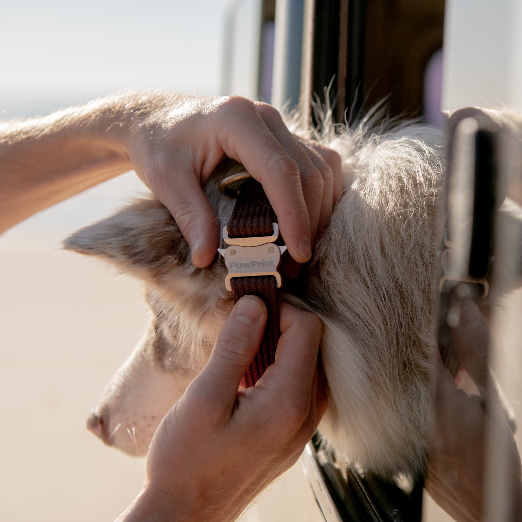 Paw Print Tide Collar Earth