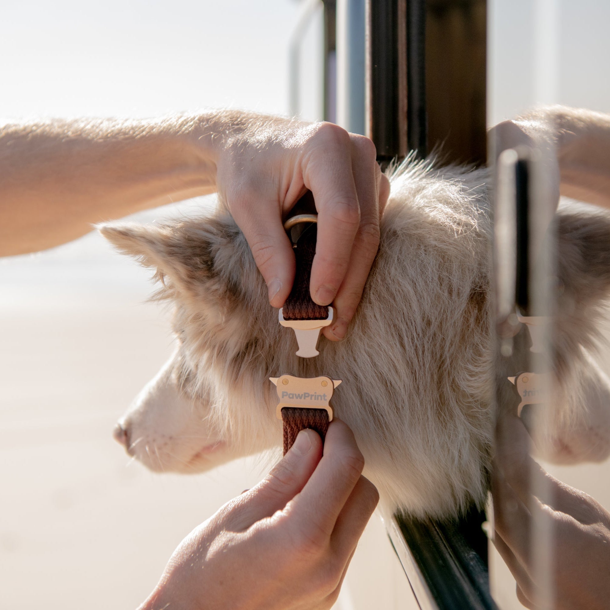 Paw Print Tide Collar Earth
