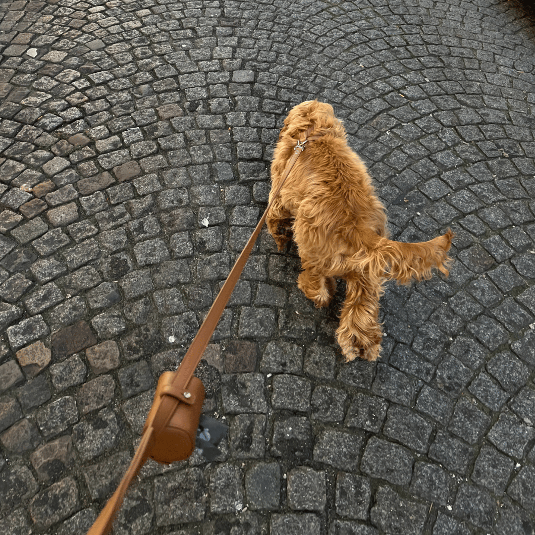 St Argo Poop Bag Holder