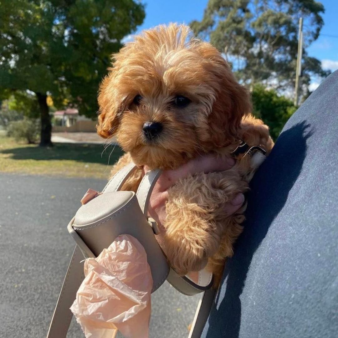 St Argo Poop Bag Holder