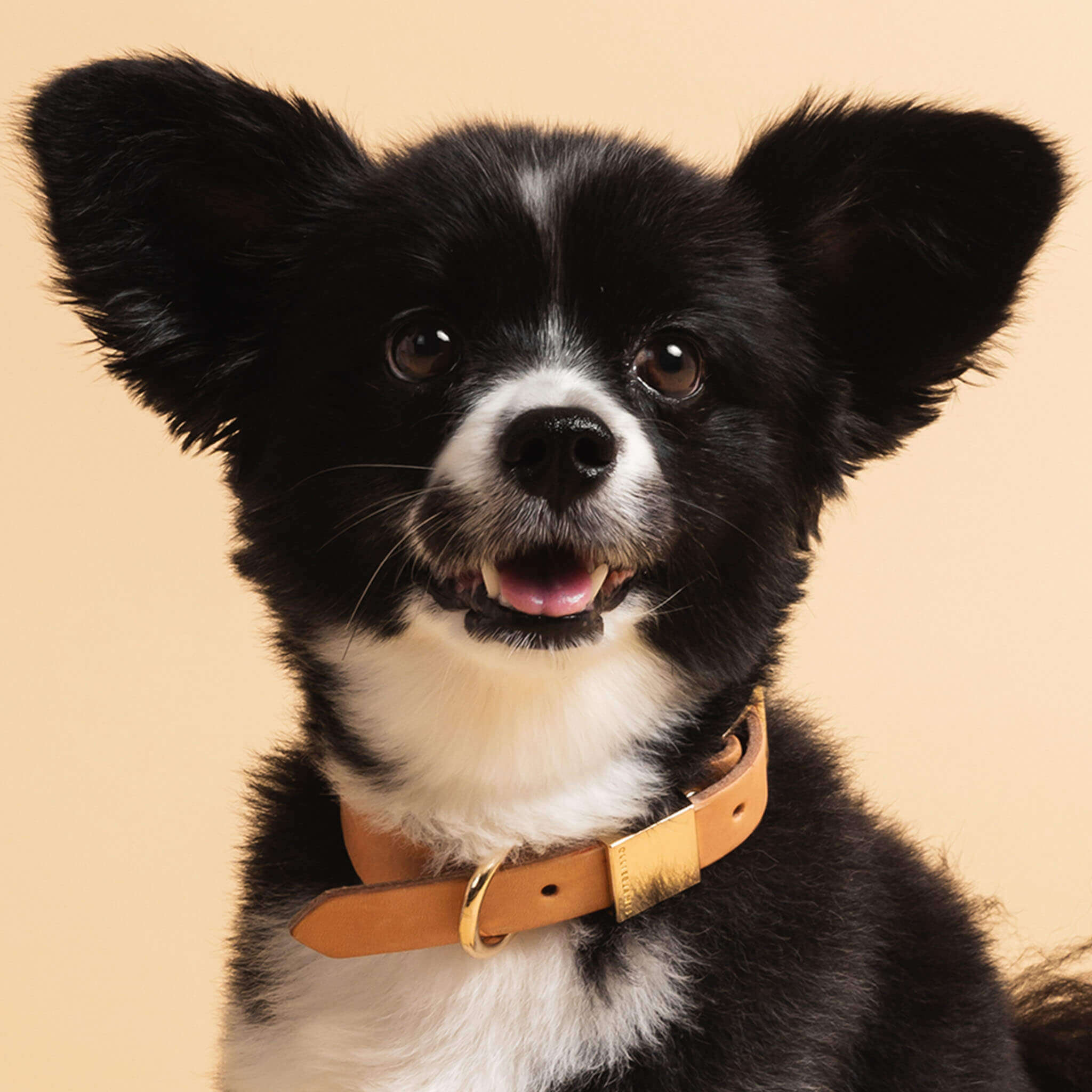 Ollie and James Italian Leather Dog Collar