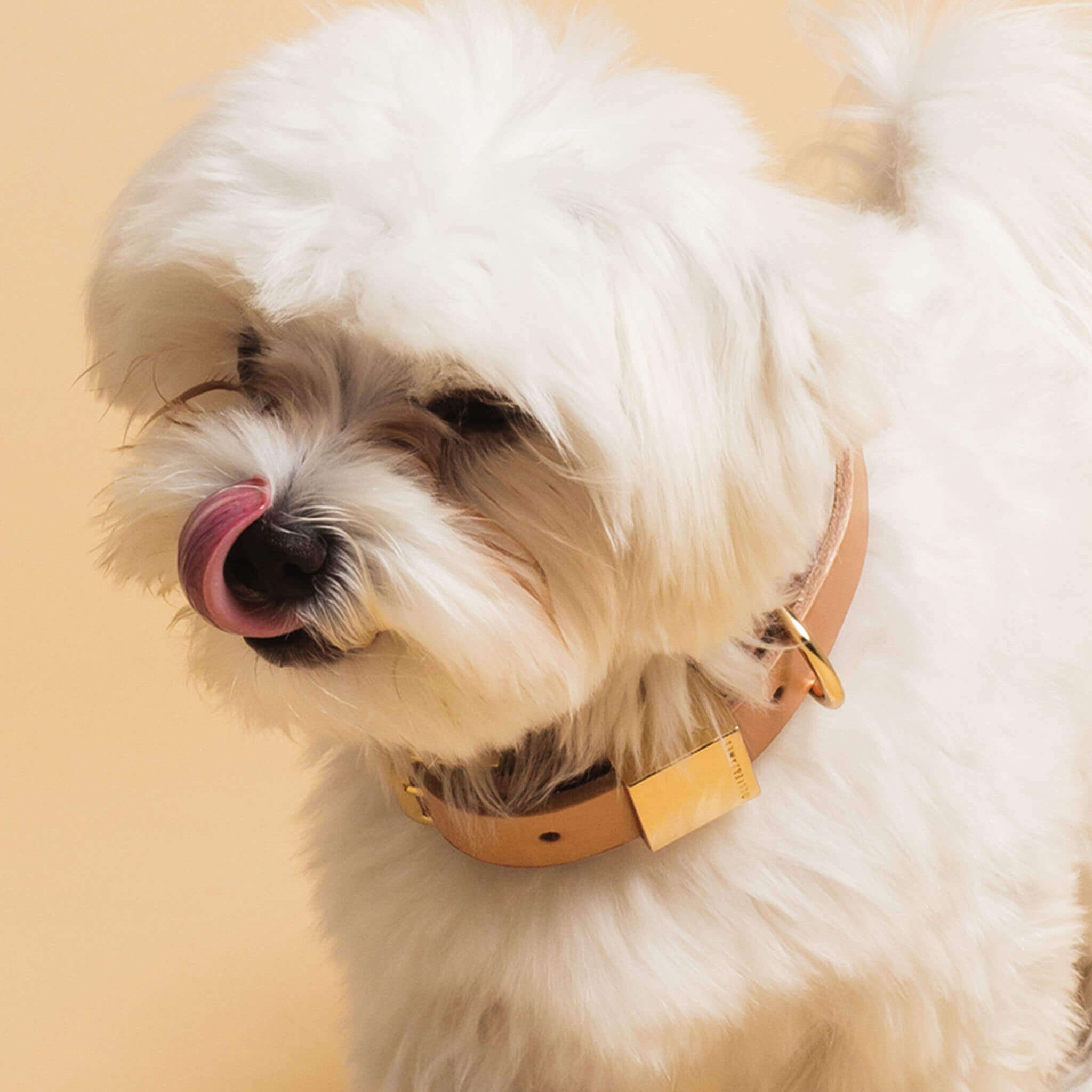 Ollie and James Italian Leather Dog Collar