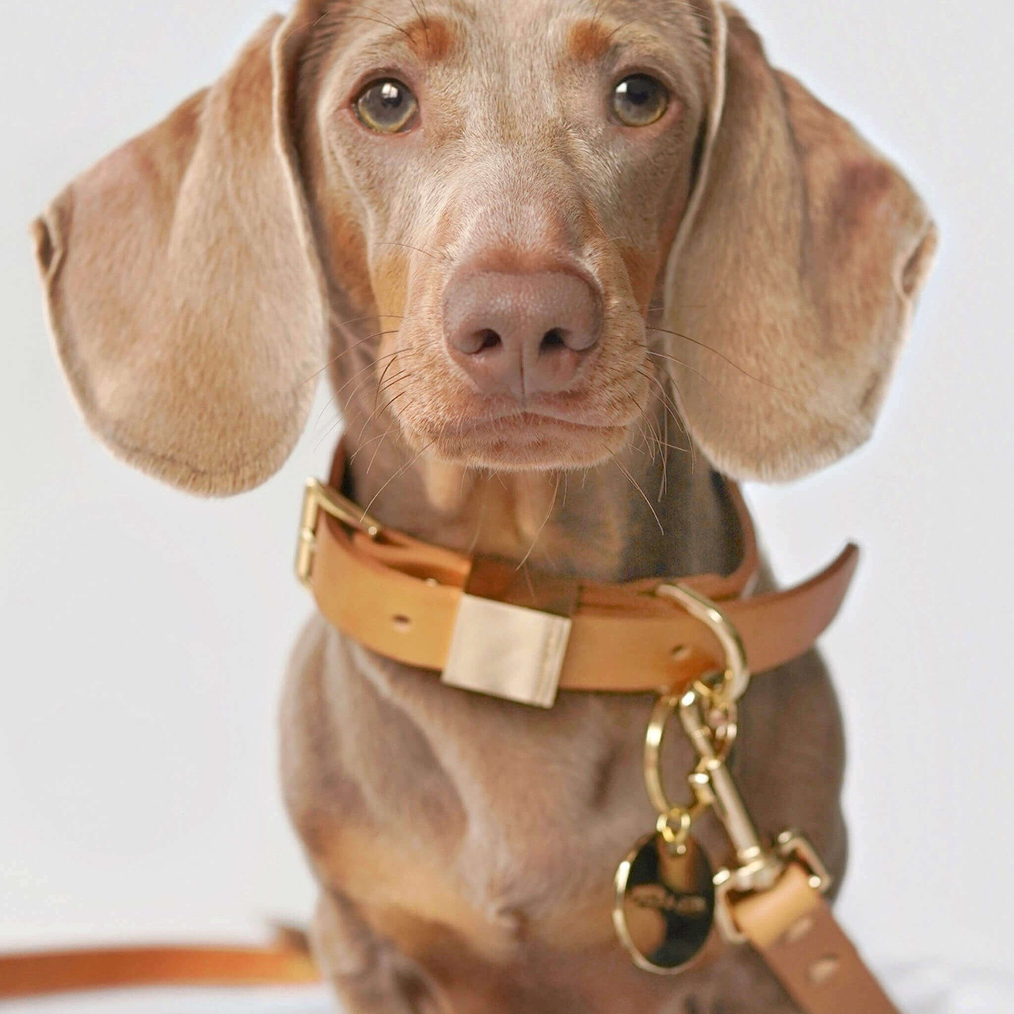 Ollie and James Italian Leather Dog Collar