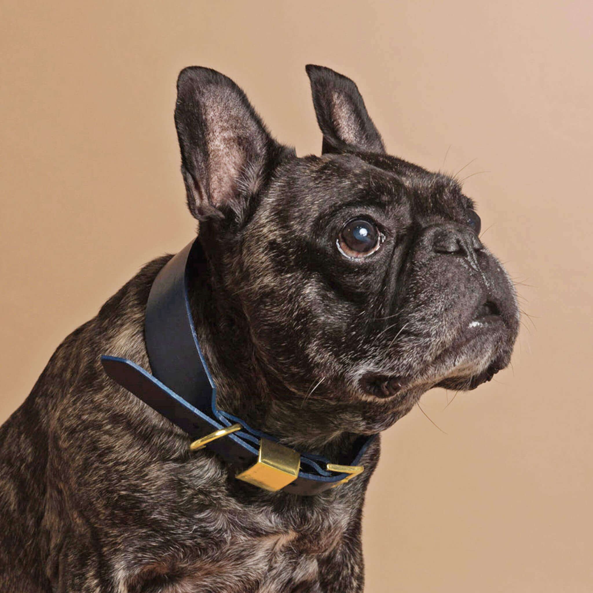 Ollie and James Italian Leather Dog Collar