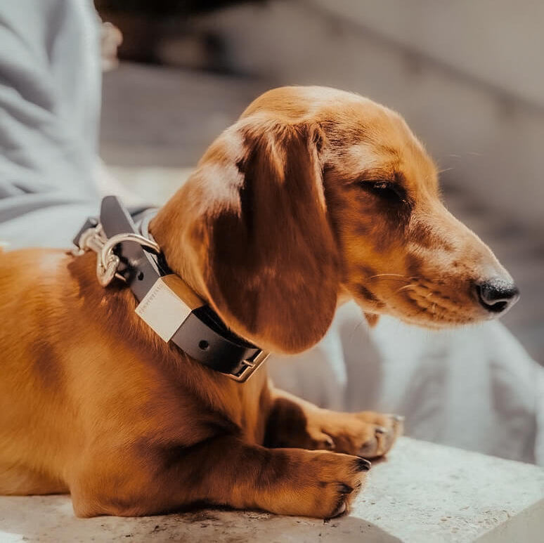 Ollie and James Italian Leather Dog Collar