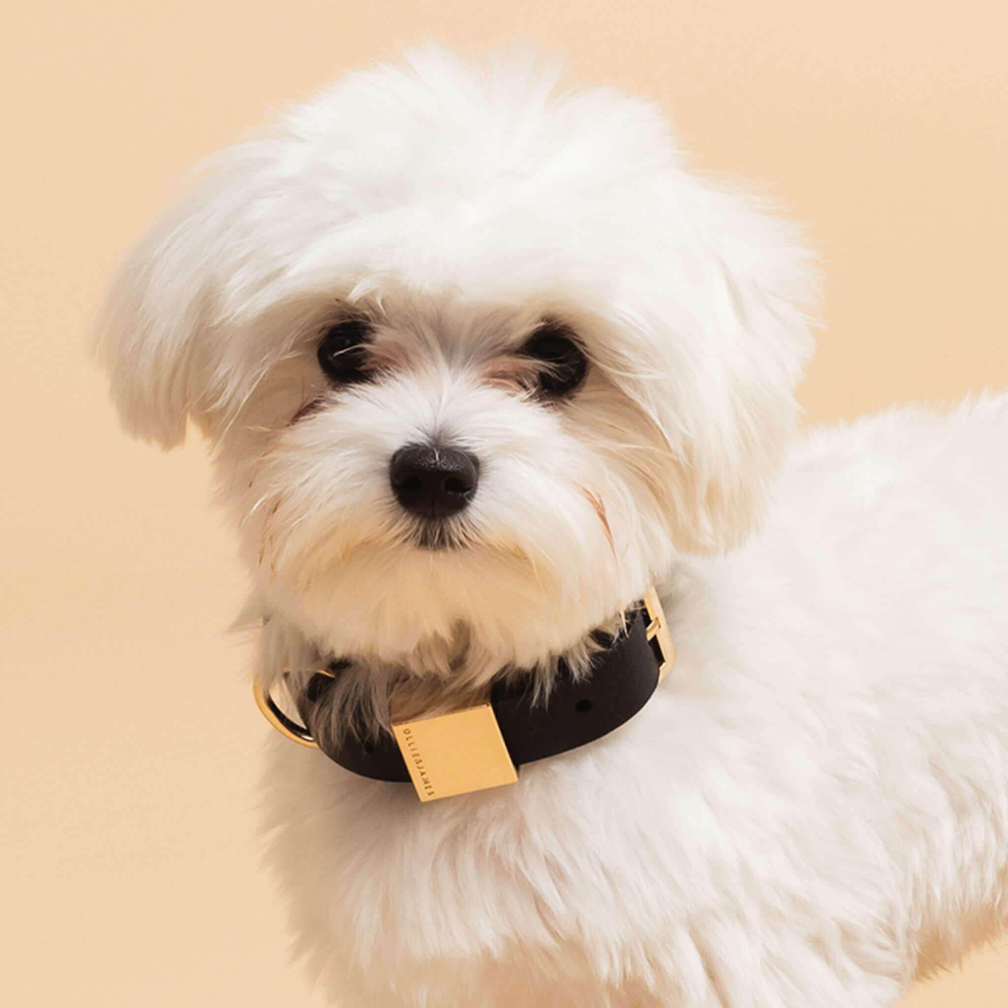 Ollie and James Italian Leather Dog Collar