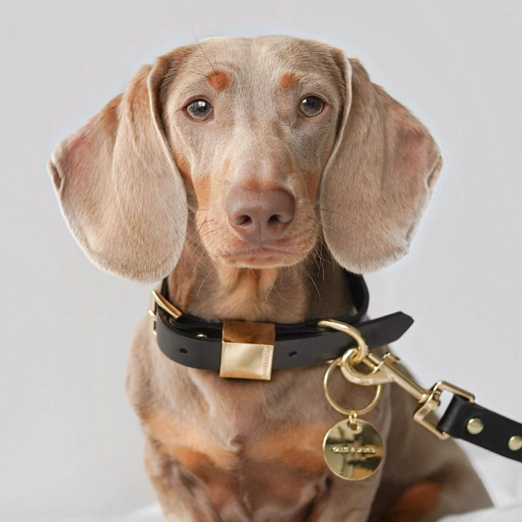 Ollie and James Italian Leather Dog Collar