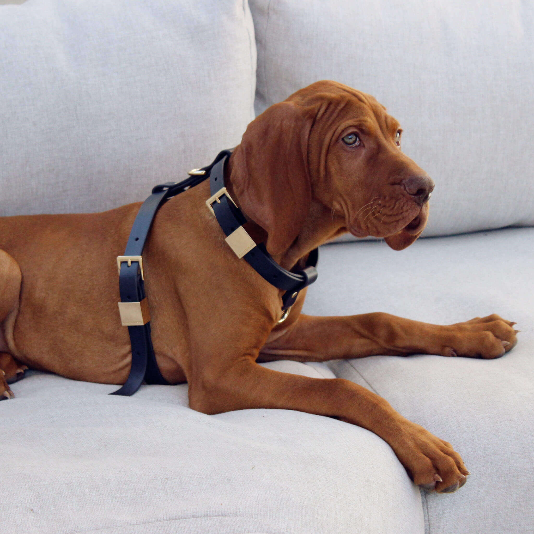 Ollie and James Italian Leather Dog Harness
