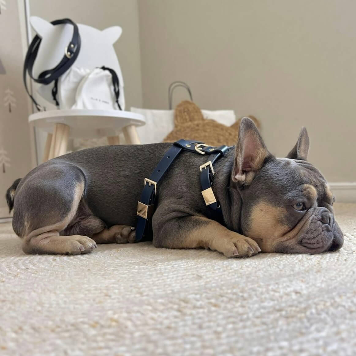 Ollie and James Italian Leather Dog Harness