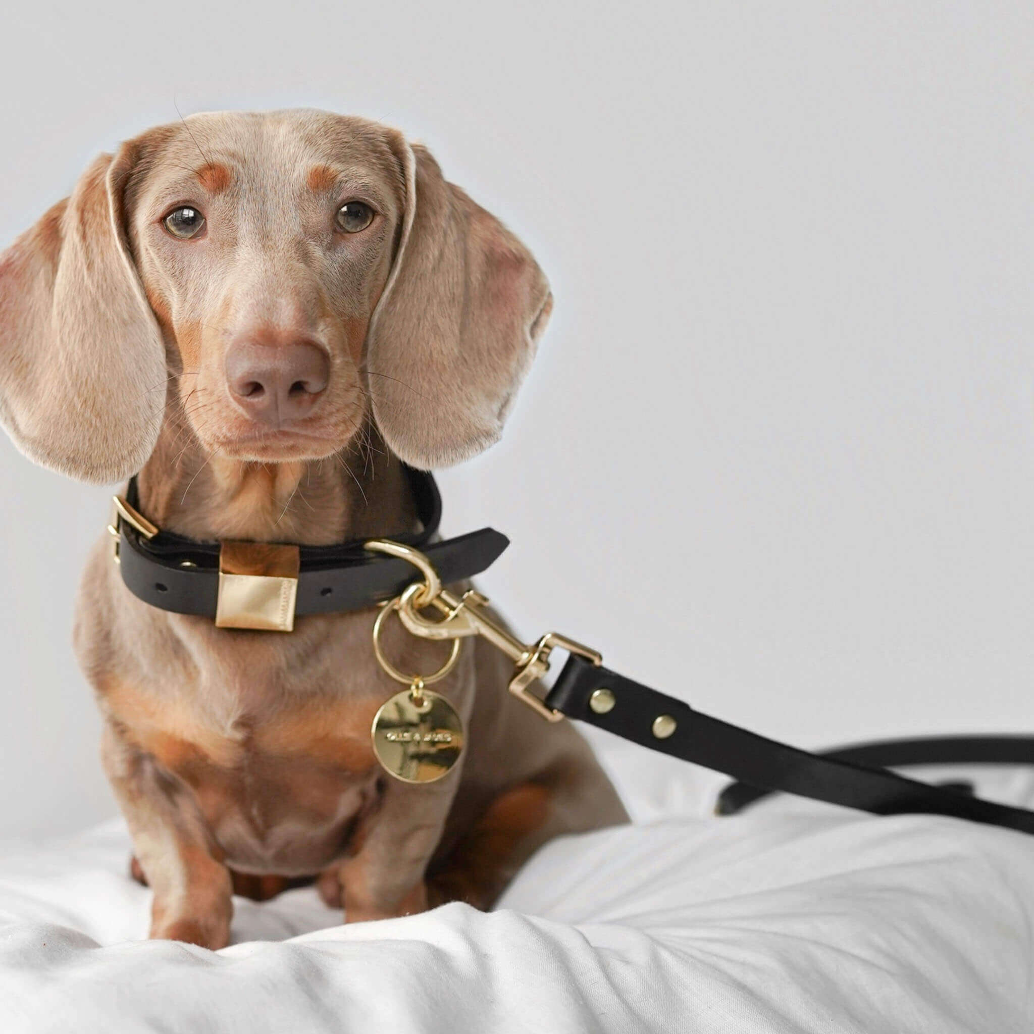 Ollie and James Italian Leather Dog Lead