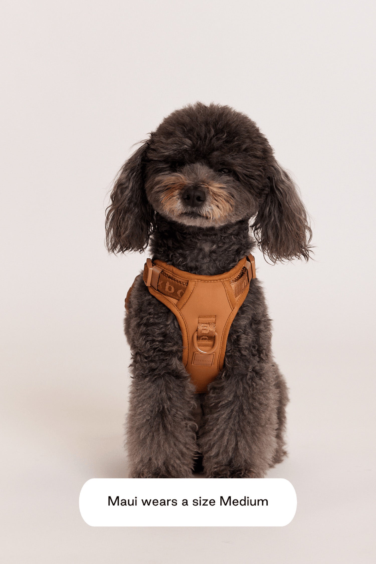 Maxbone Easy Fit Dog Harness