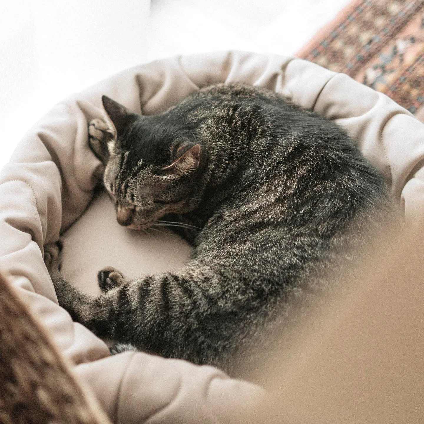 Lambwolf Collective - Reversible Donut Bed