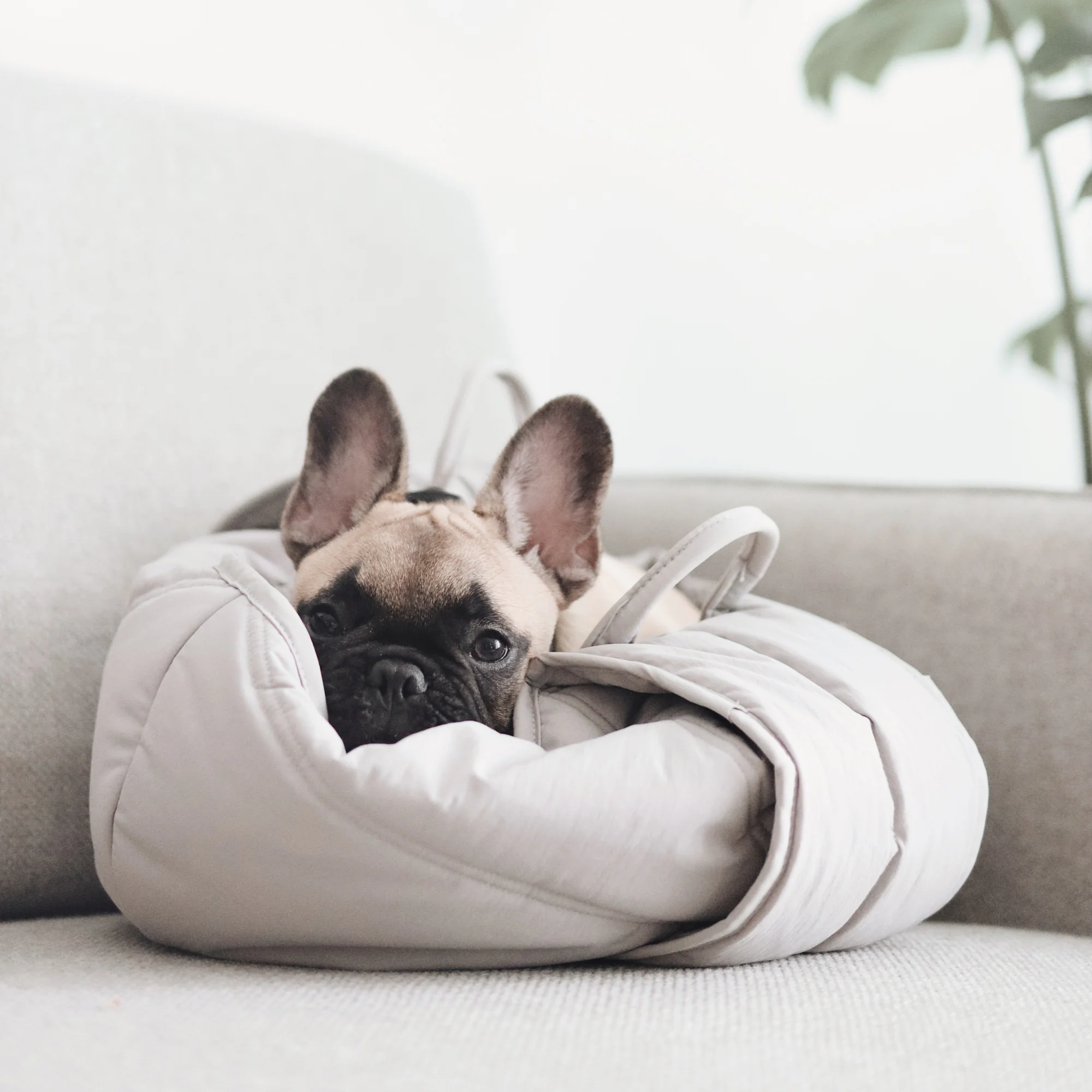 Lambwolf Collective - Olla Petite Pet Carrycot
