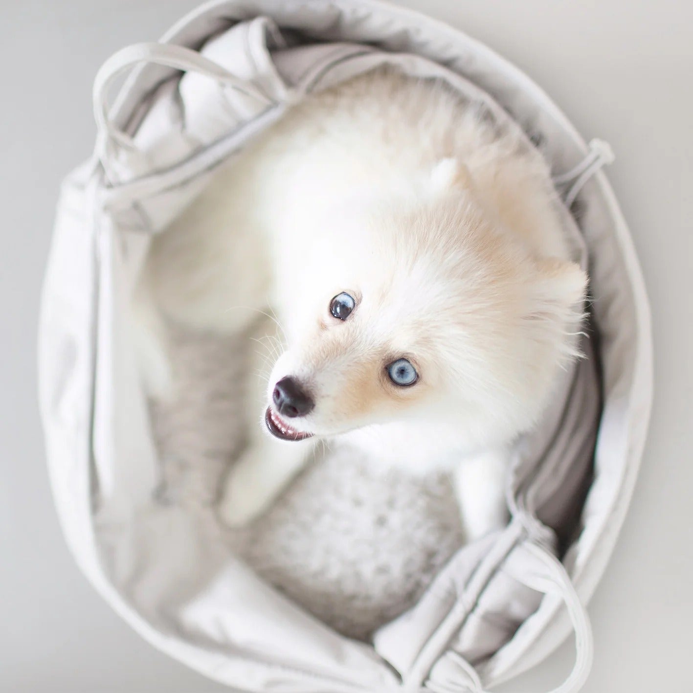 Lambwolf Collective - Olla Petite Pet Carrycot