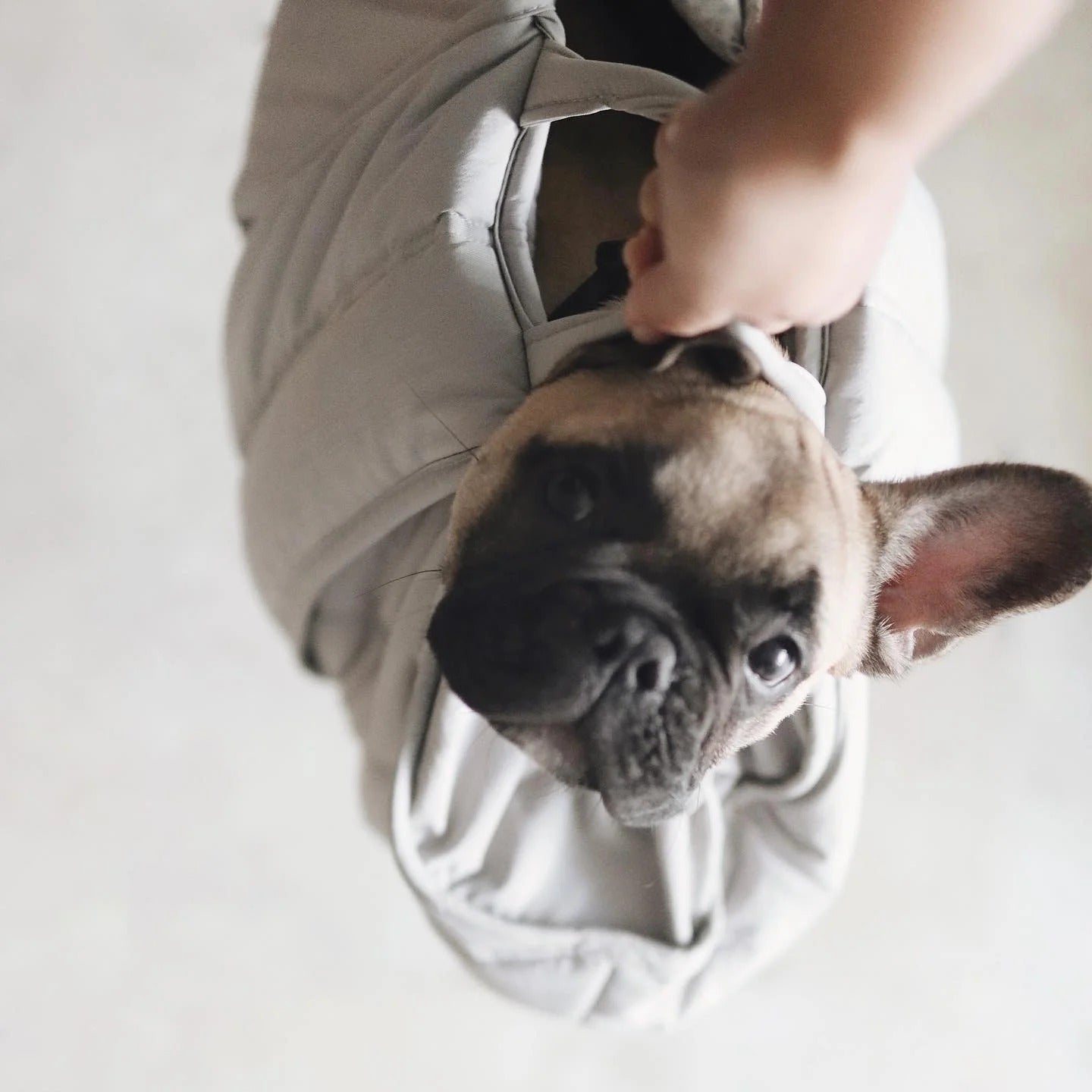 Lambwolf Collective - Olla Petite Pet Carrycot