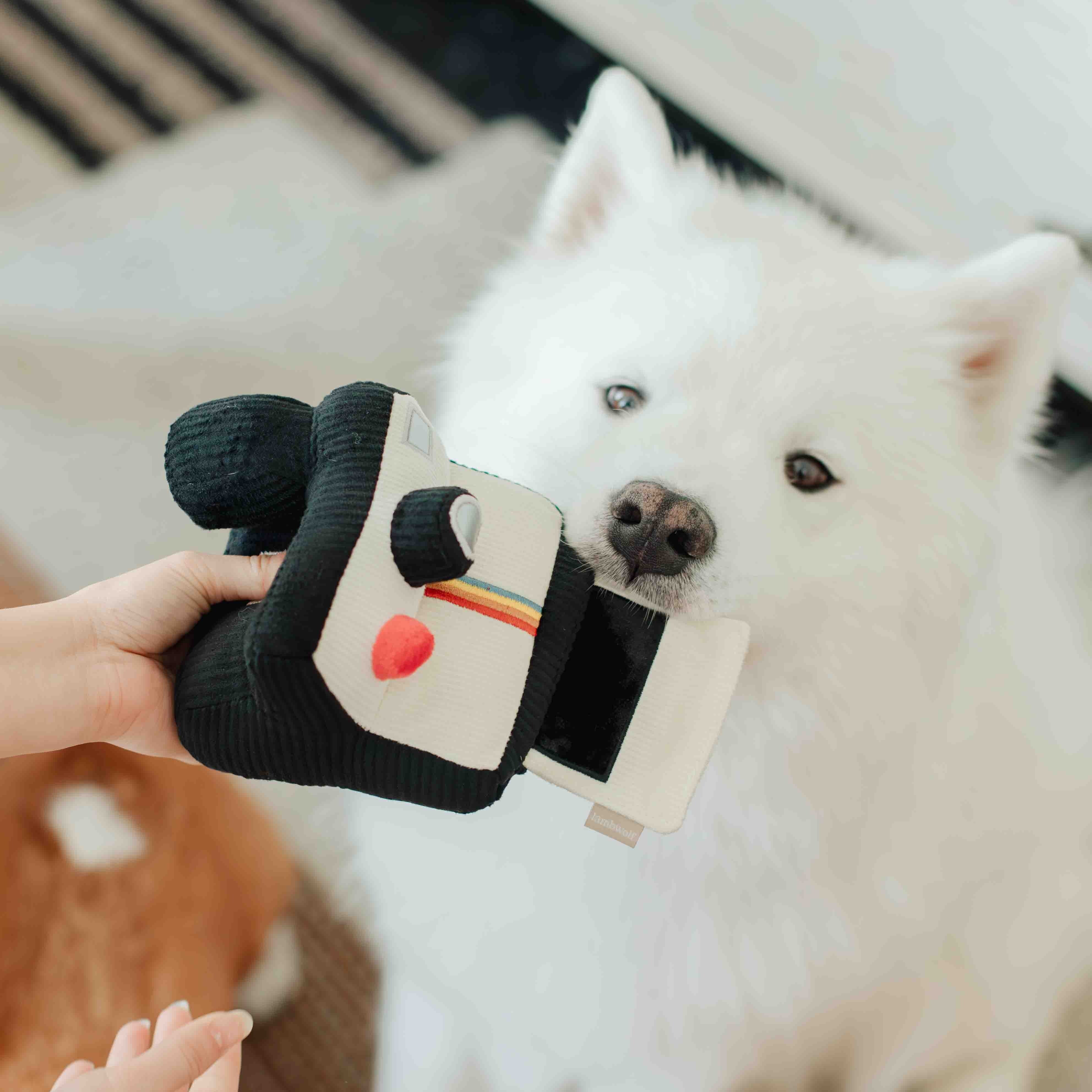 Lambwolf Collective - Instant Camera