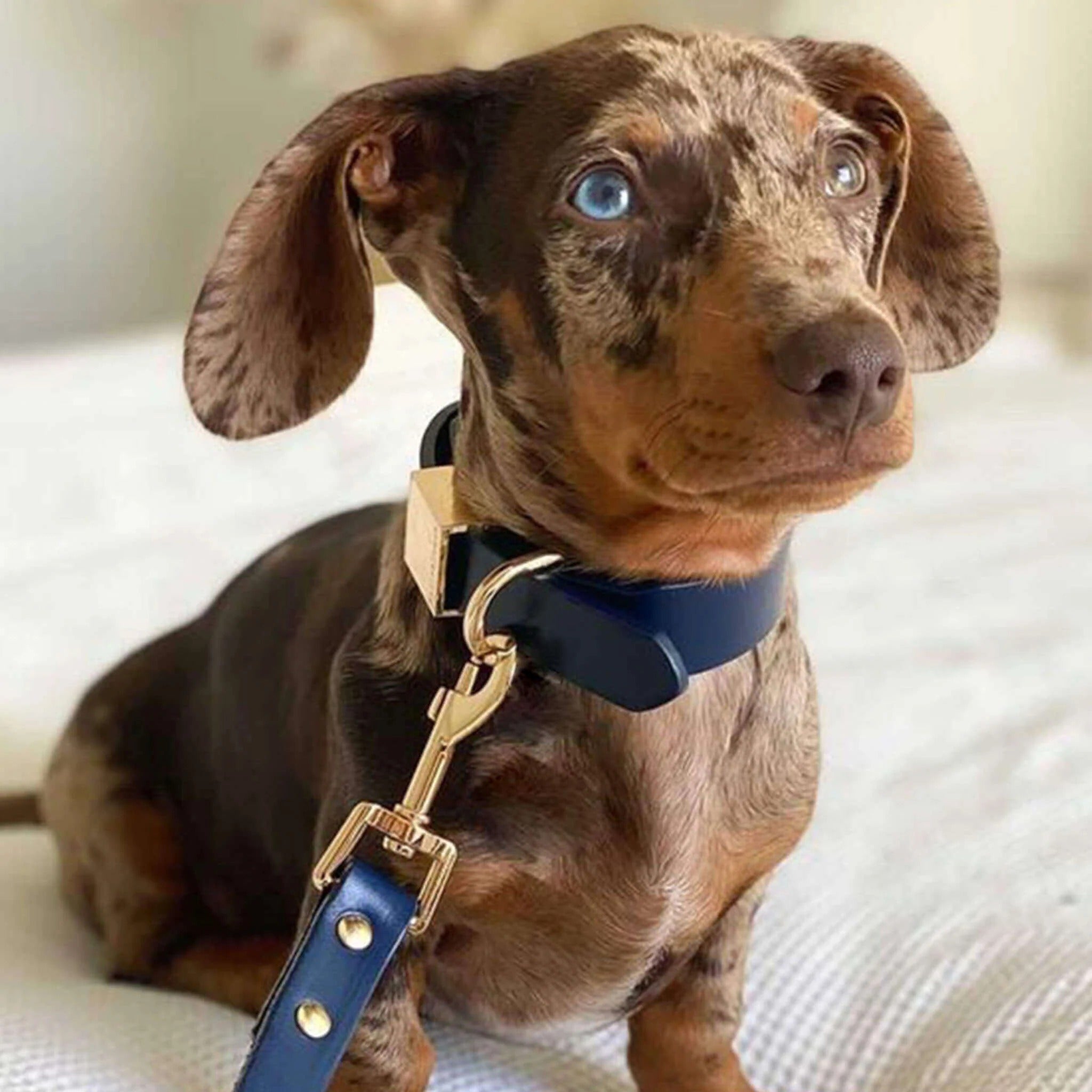 Ollie and James Italian Leather Dog Collar