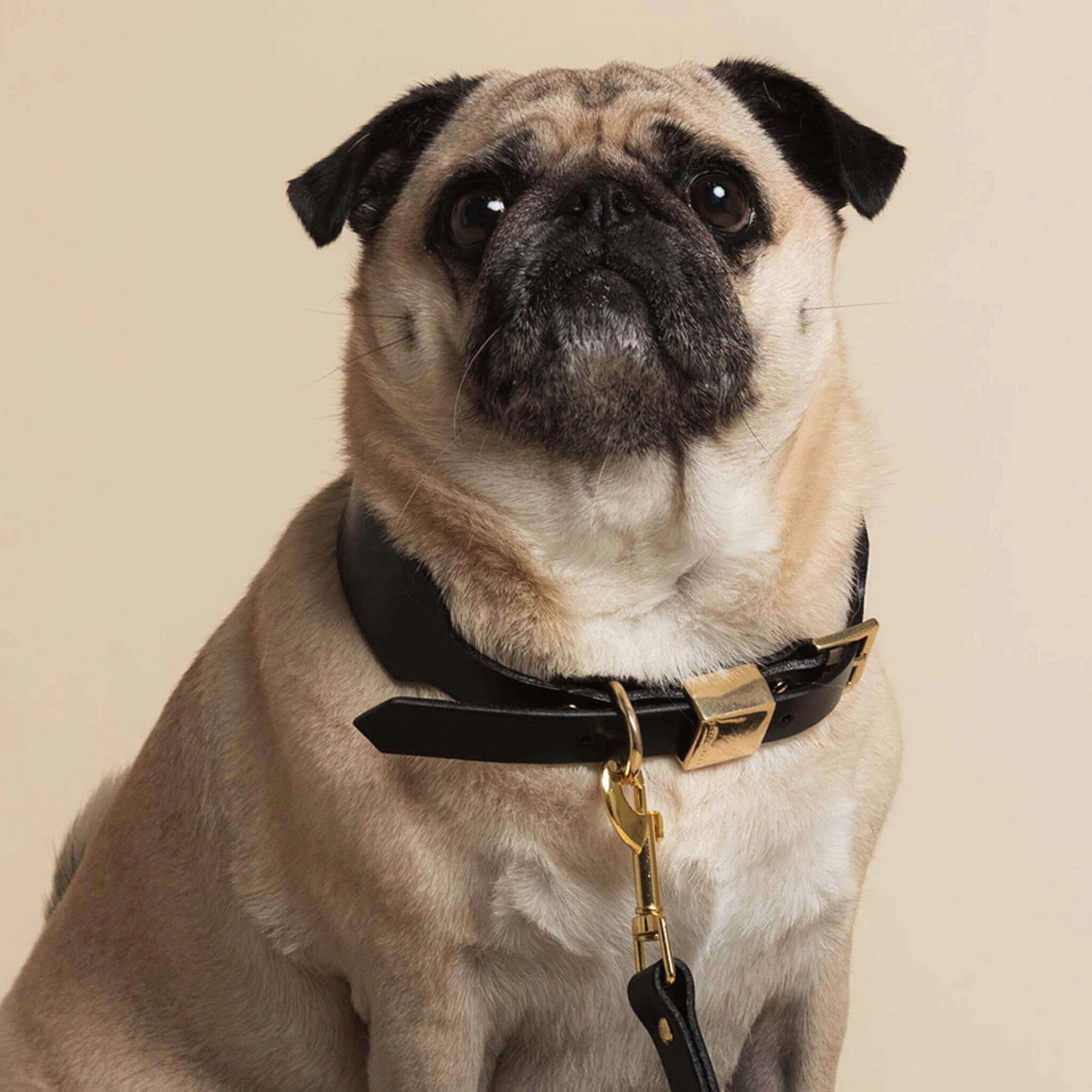 Ollie and James Italian Leather Dog Collar