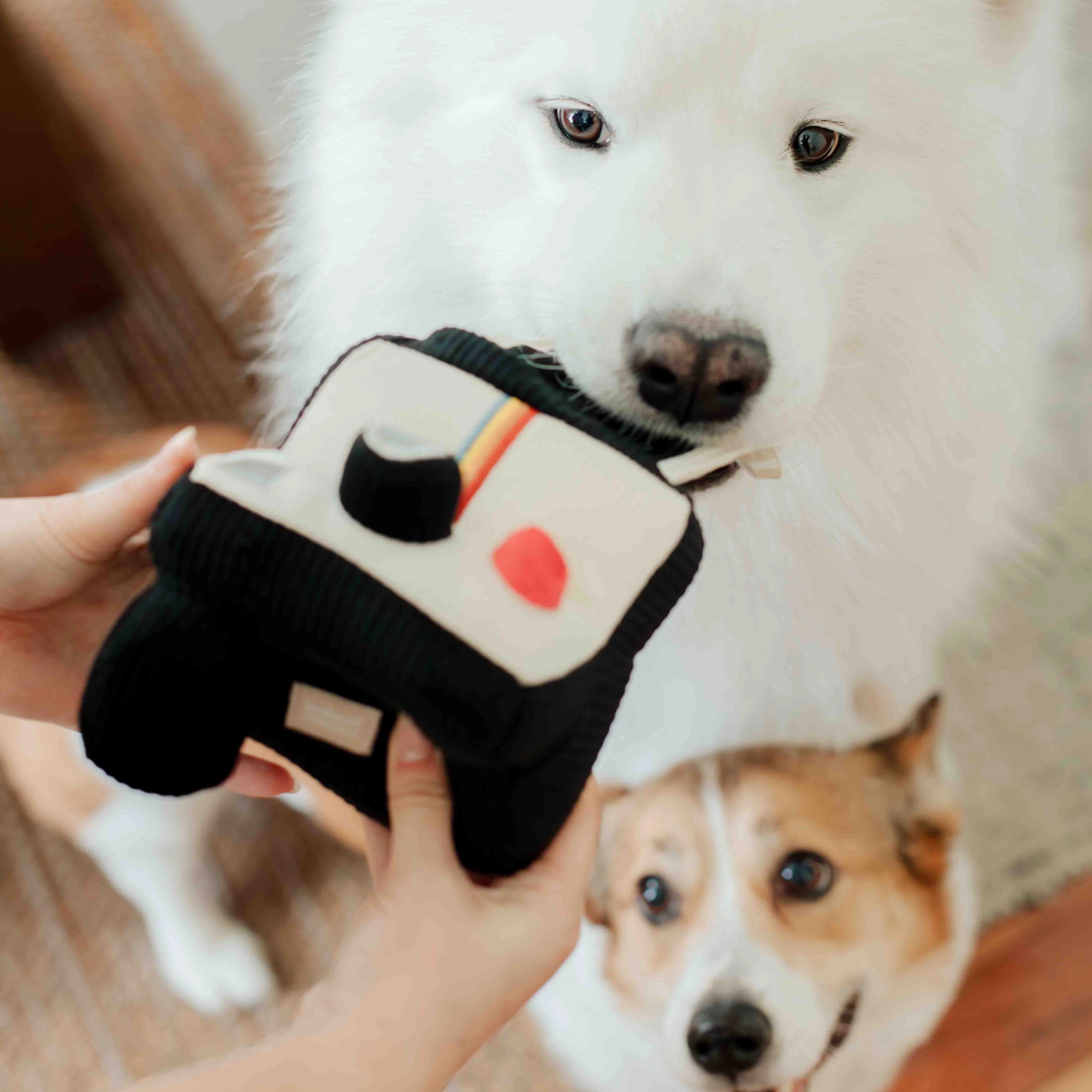 Lambwolf Collective - Instant Camera