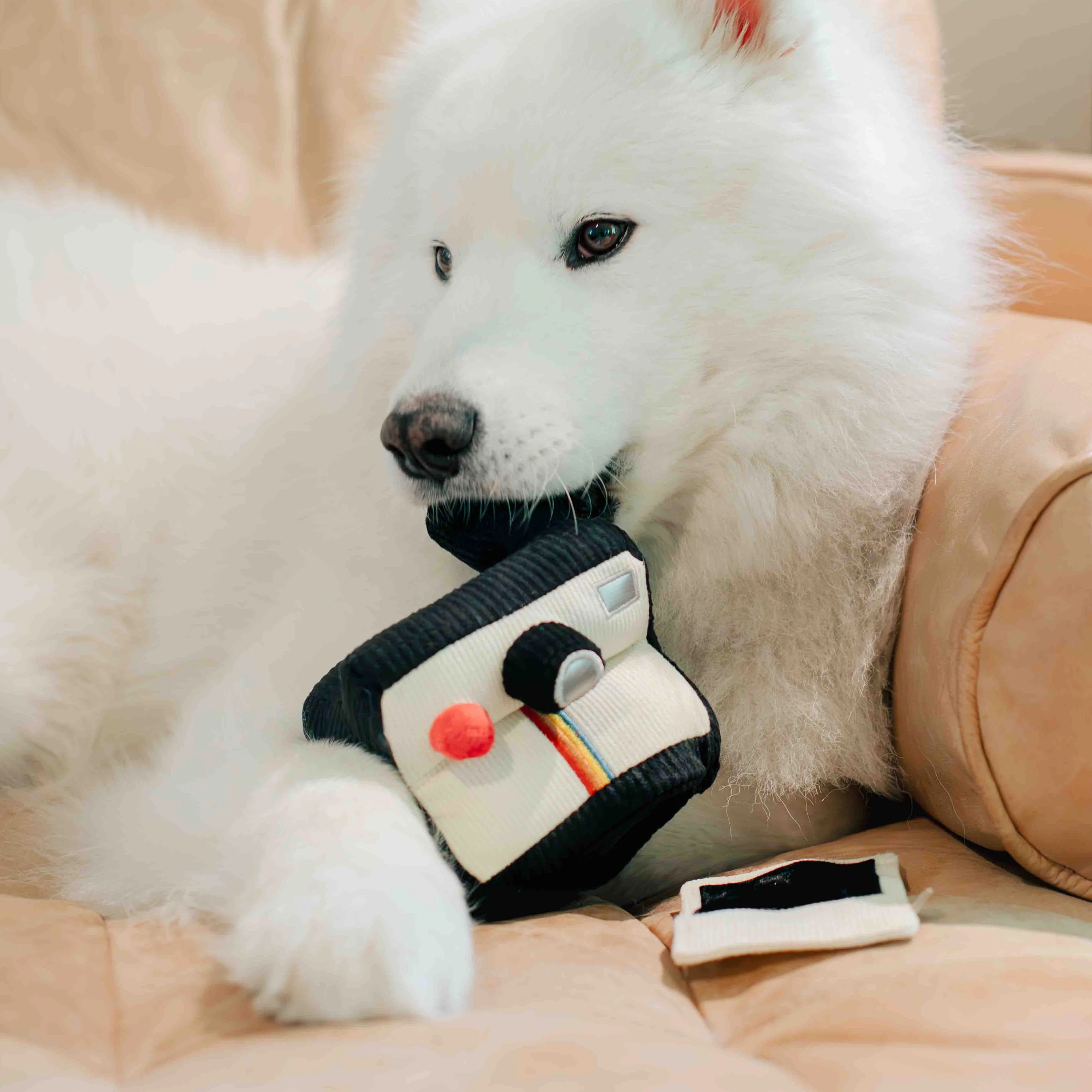 Lambwolf Collective - Instant Camera