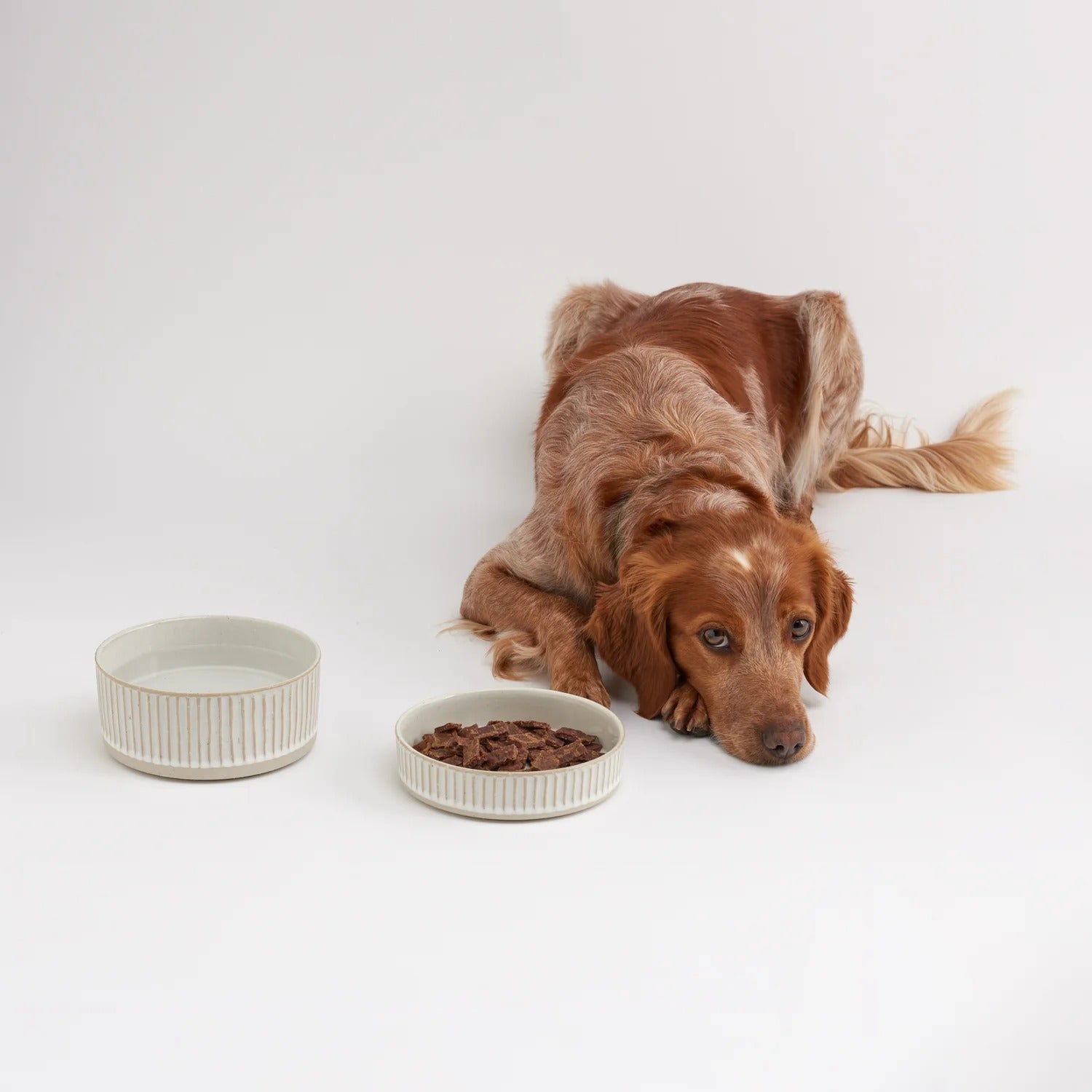 Animals In Charge - White Scalloped Food Bowl