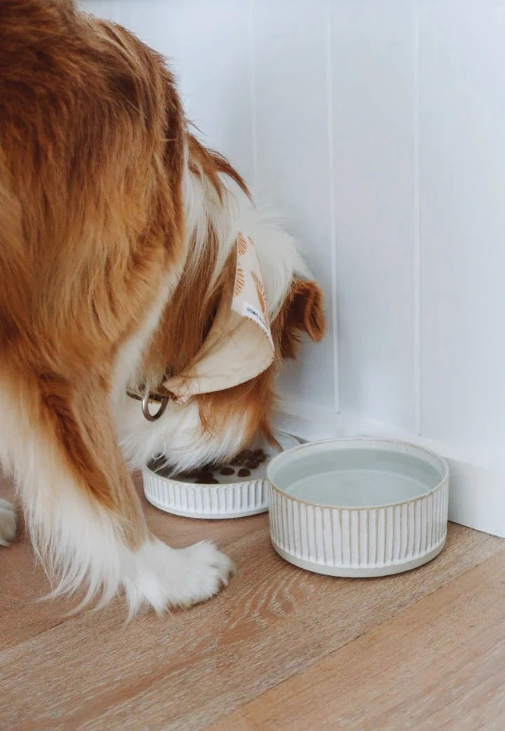 Animals In Charge - White Scalloped Food Bowl