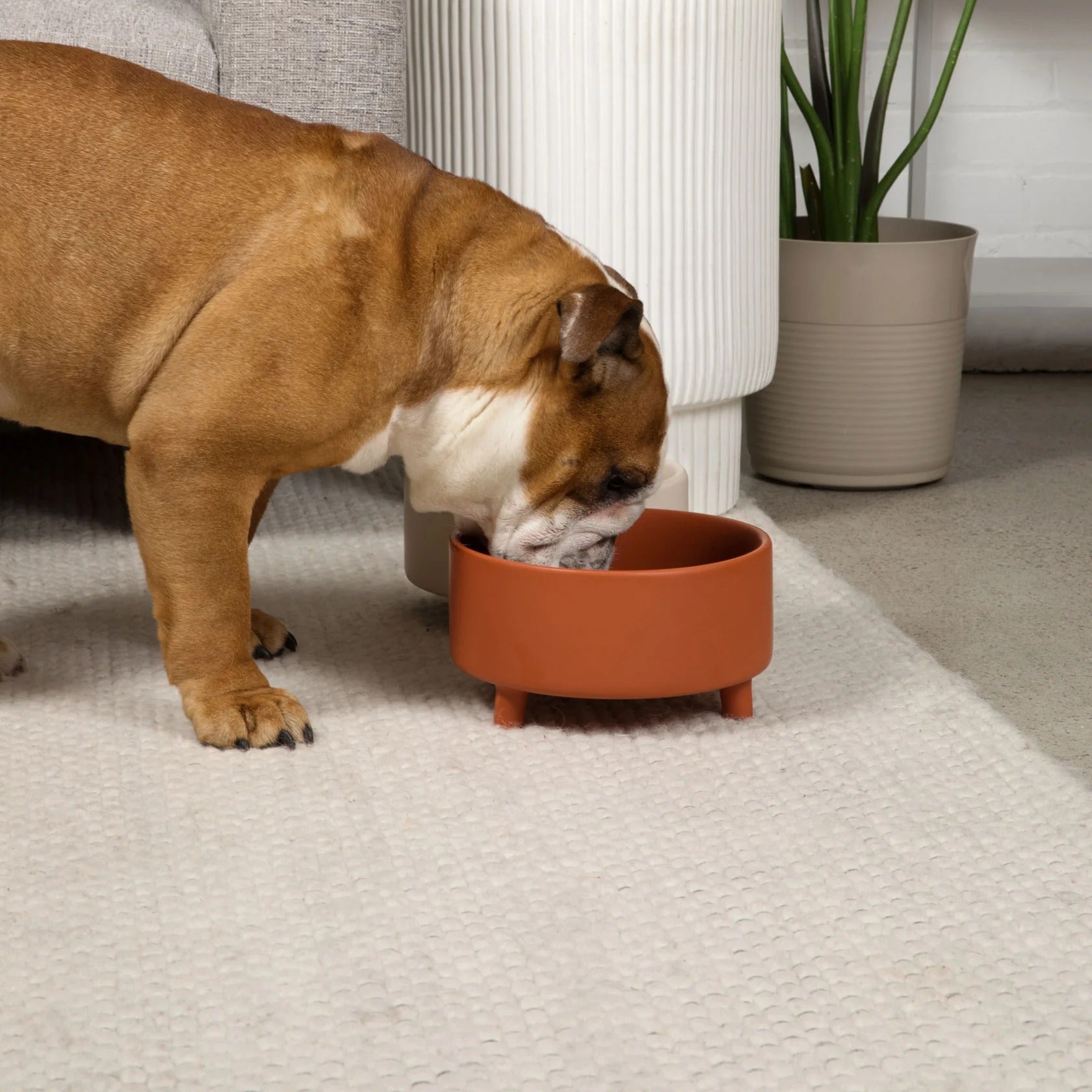 Waggo Uplift Ceramic Dog Bowl