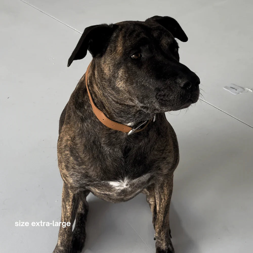 St Argo Collar