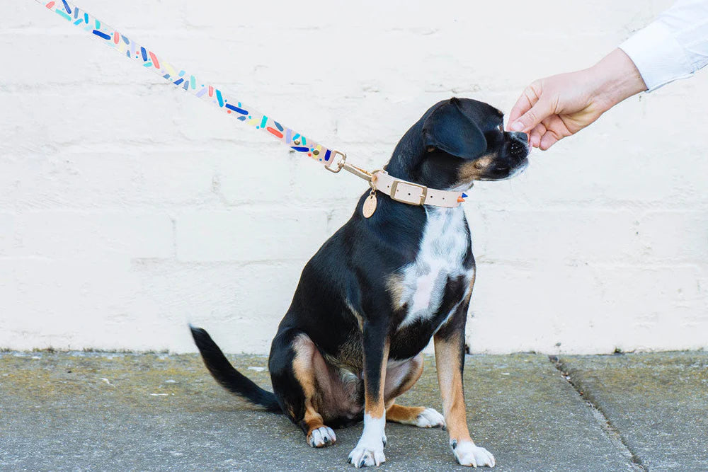 Nice Digs Leather Dog Leads