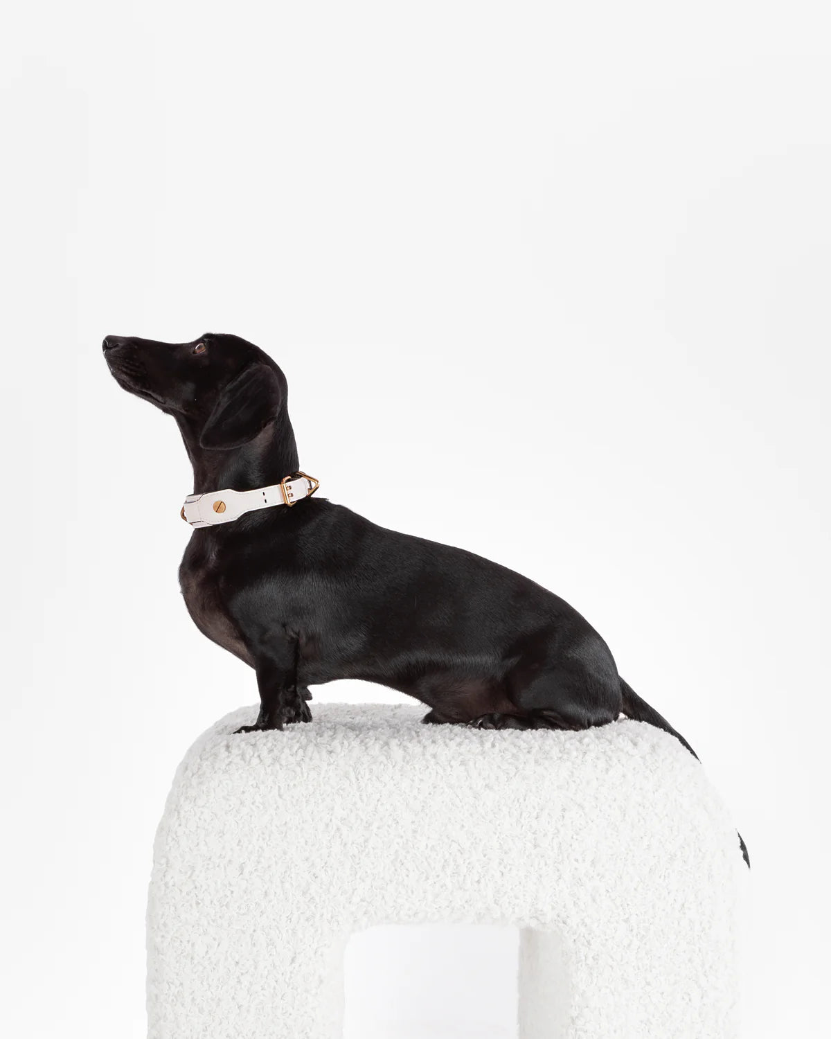 The Animals Classique Collar