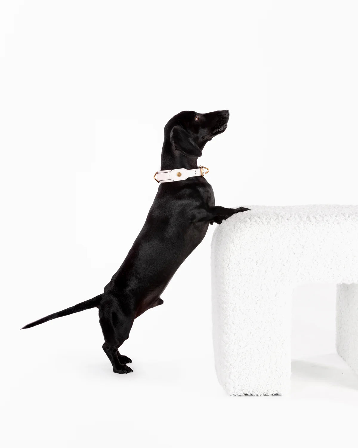 The Animals Classique Collar