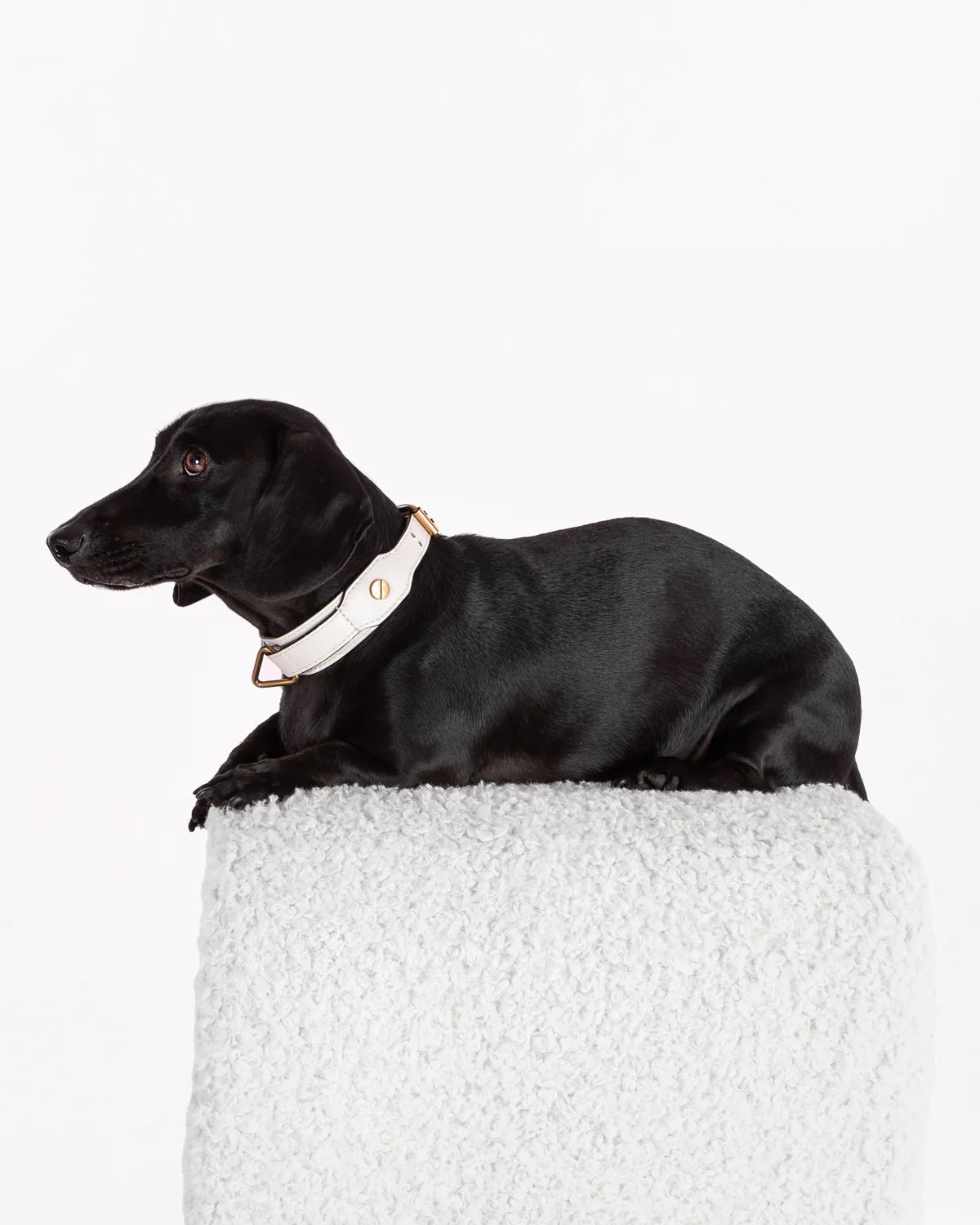 The Animals Classique Collar