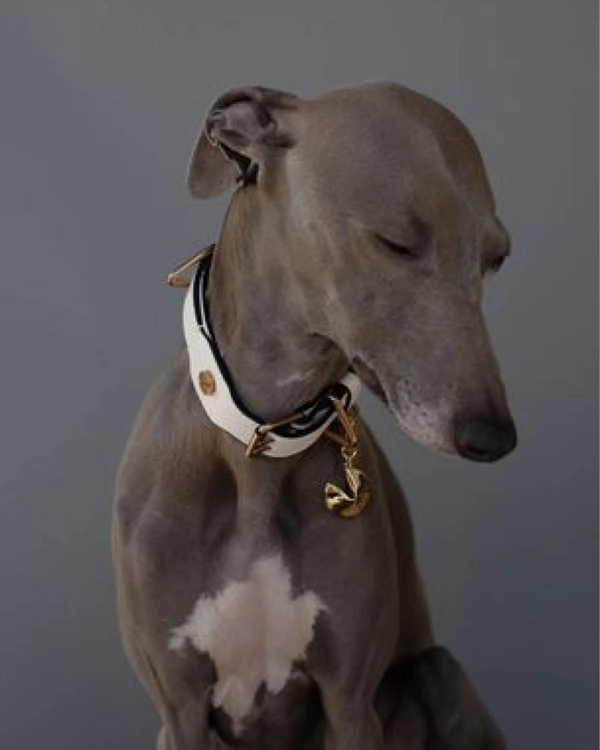 The Animals Classique Collar