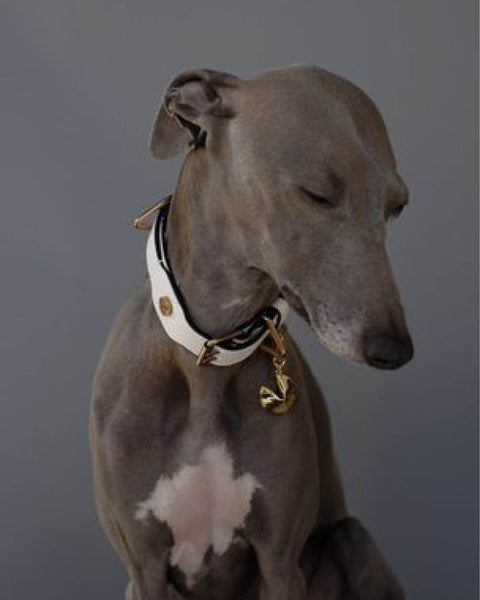 The Animals Fortune Cookie Charme