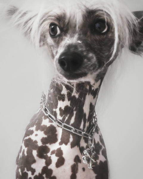 The Animals Francie Necklace
