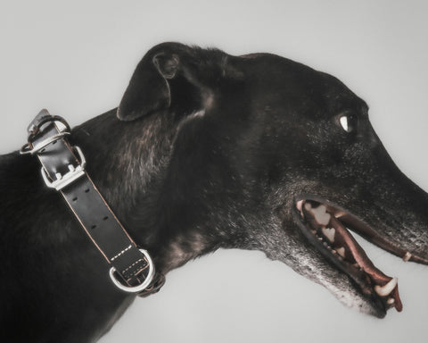The Animals Roley Collar