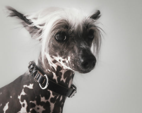 The Animals Roley Collar