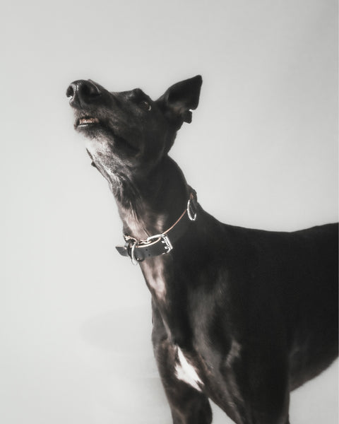 The Animals Roley Collar