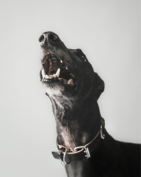 The Animals Roley Collar