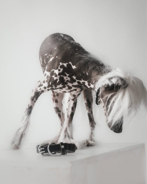 The Animals Roley Collar