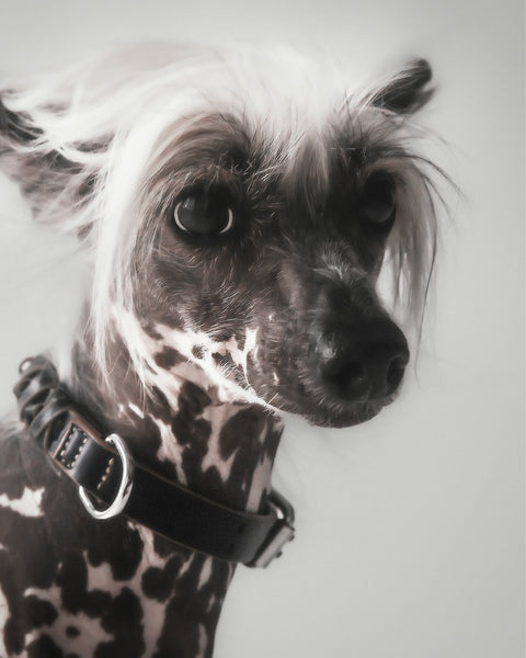 The Animals Roley Collar
