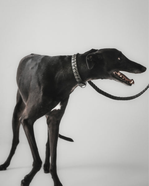 The Animals Roley Collar