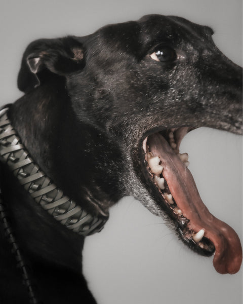 The Animals Roley Collar