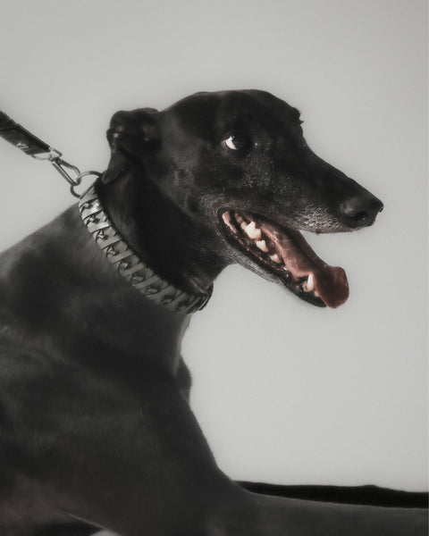 The Animals Roley Collar