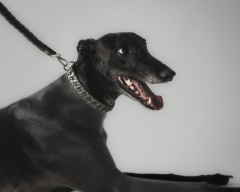 The Animals Roley Collar