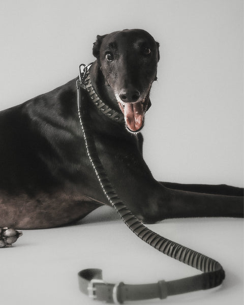 The Animals Roley Lead